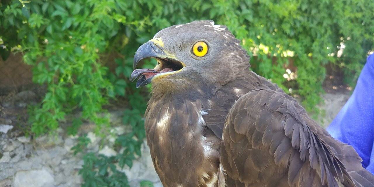 Konya'da  yaralı kartal yavrusu koruma altına alındı