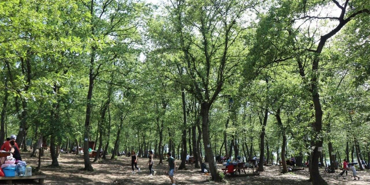 Koronaya yenik düşen sağlık çalışanlarının isimleri ağaçlara verildi