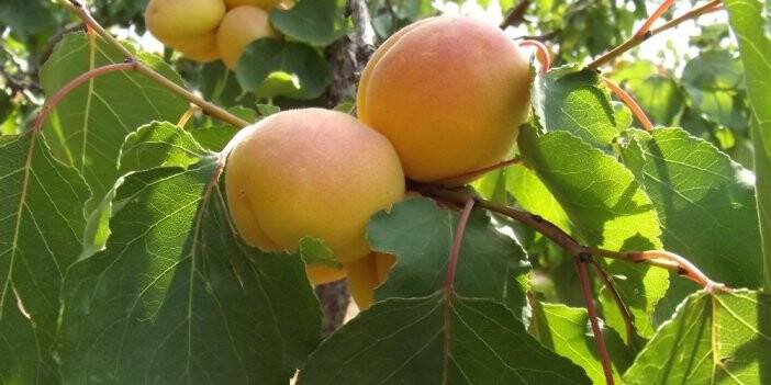 Kuru kayısı rekoltesi 85 bin ton olarak açıklandı
