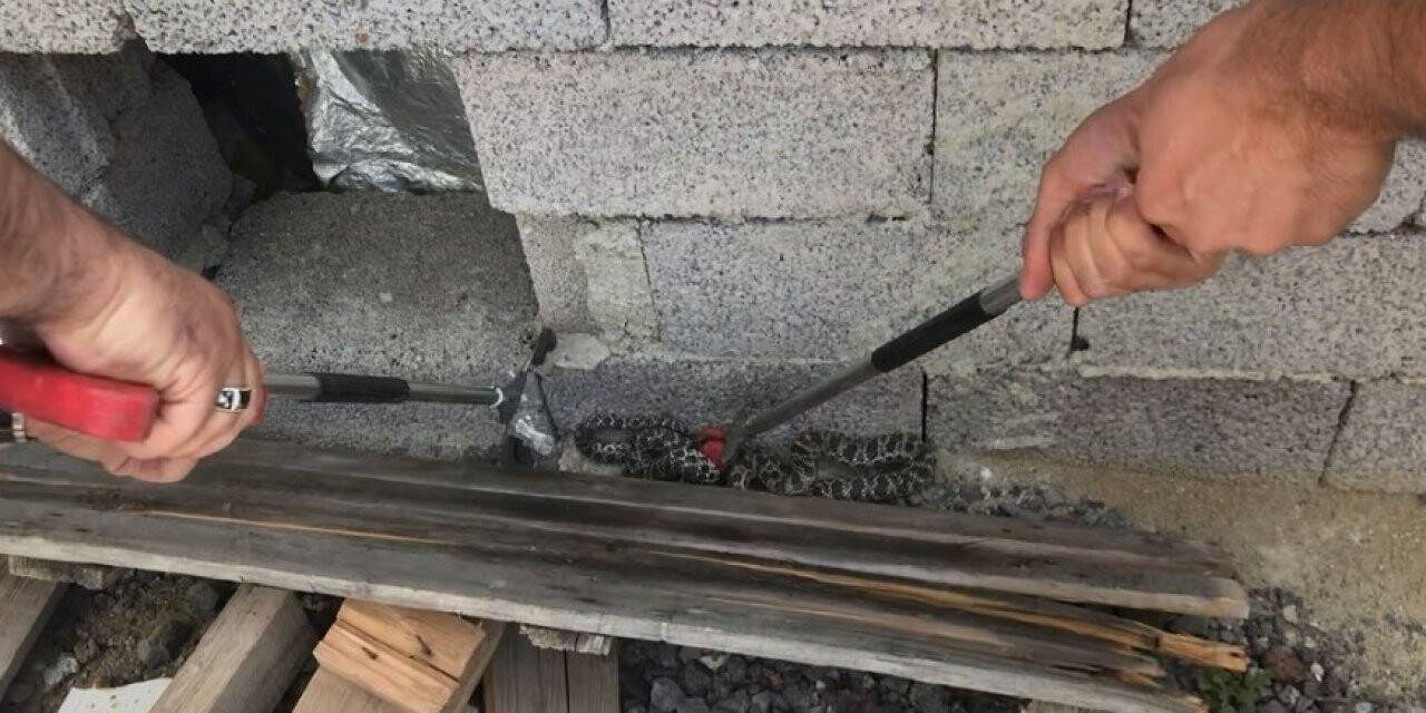 Elektrik üretim tesisinde yılan bulundu