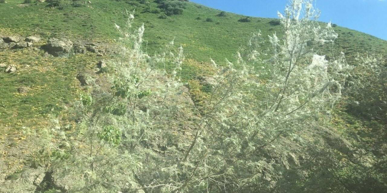 Tırtıl istilası başladı