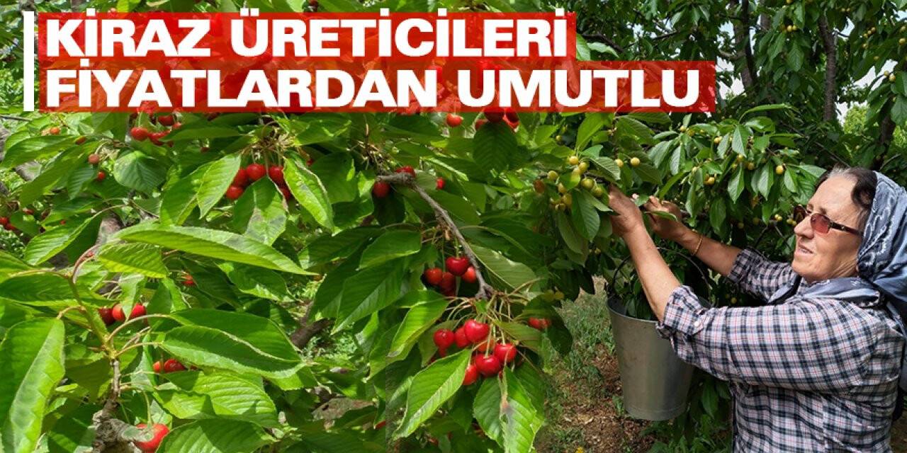 Ereğli’de kiraz üreticileri fiyatlardan umutlu