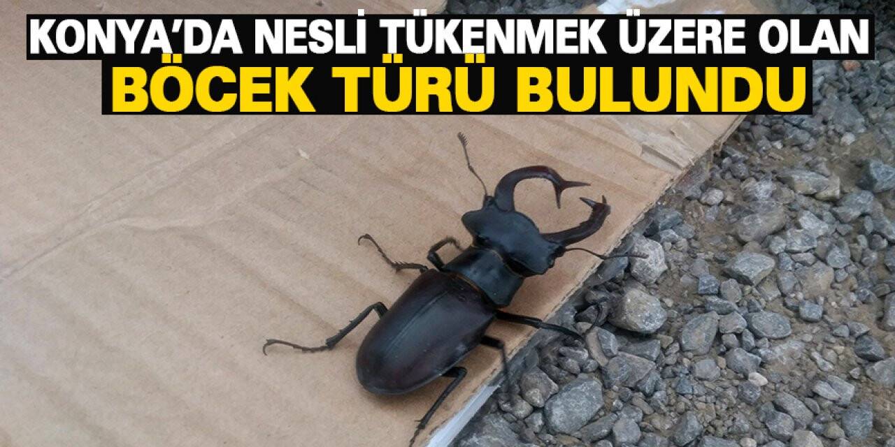 Konya’da nesli tükenmek üzere olan böcek türü bulundu