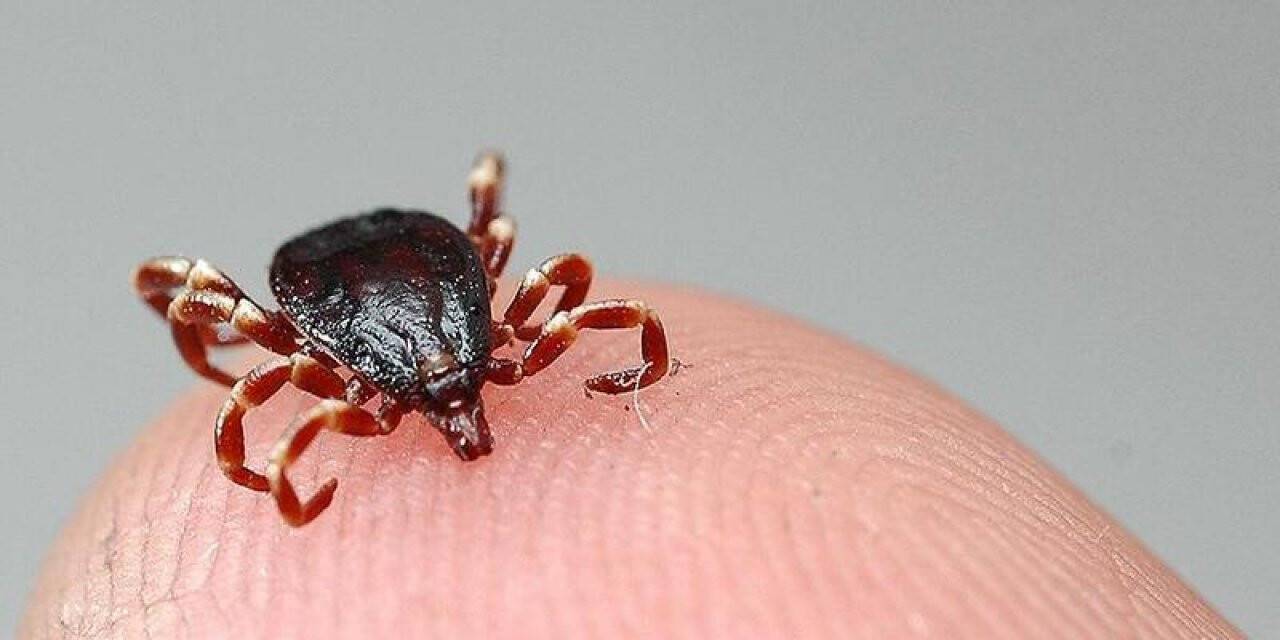 KKKA virüsünün ölüm riski, Covid-19’dan daha yüksek