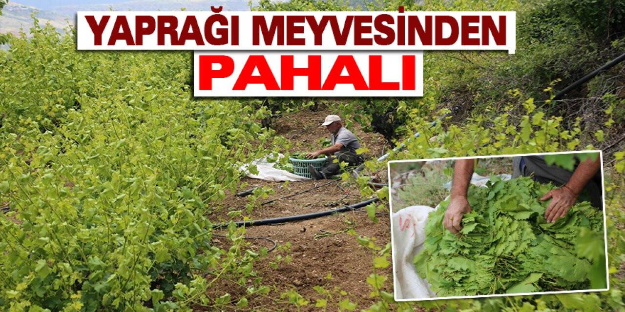 Yaprağı meyvesinden pahalı