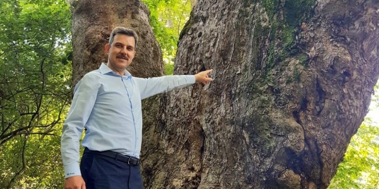 Türkiye’nin en yaşlı çınarı 1100 yaşında