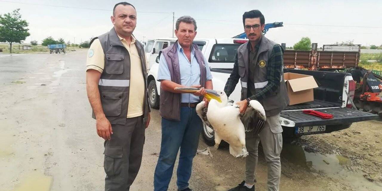 Yaralı pelikan koruma altına alındı