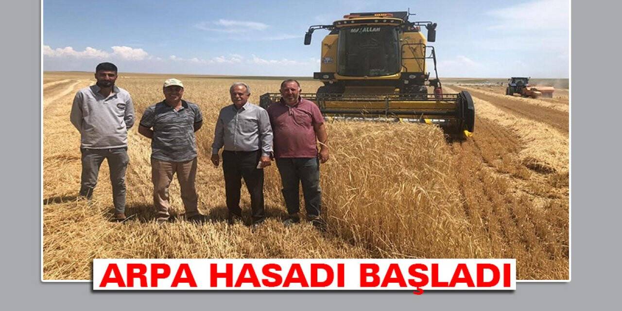 Konya'da arpa hasadı başladı
