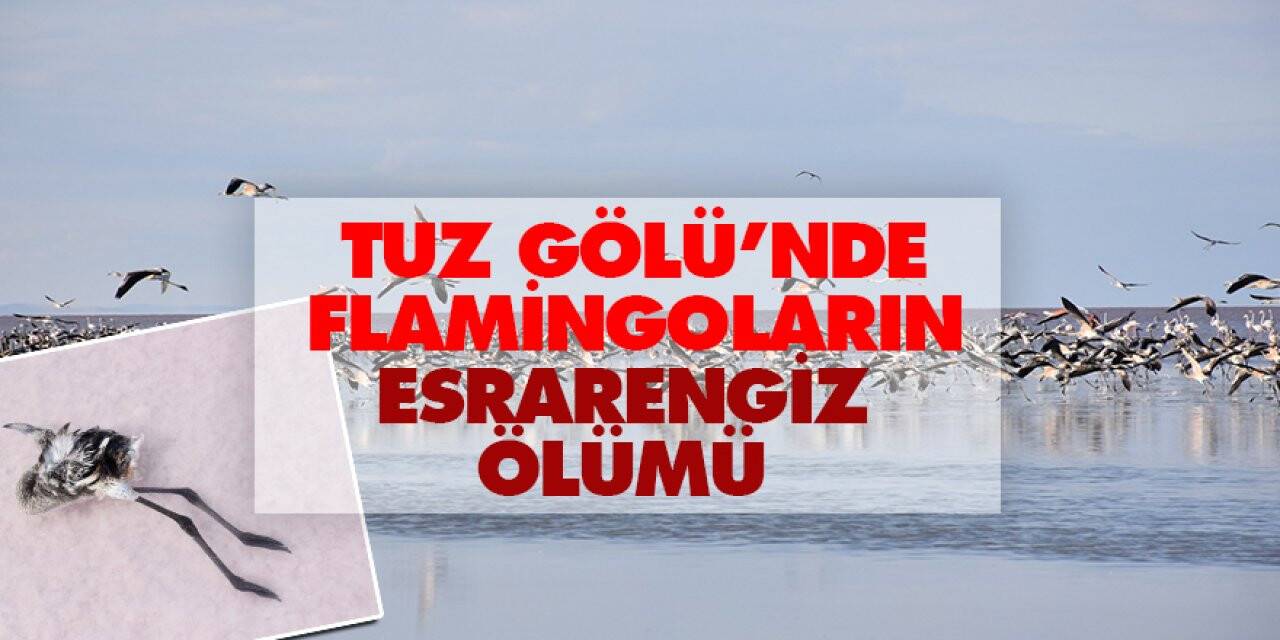 Tuz Gölü’nde flamingoların esrarengiz ölümü