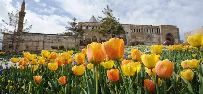 Türkiye'de Lalenin Yüzde 97'si Konya'da Üretildi
