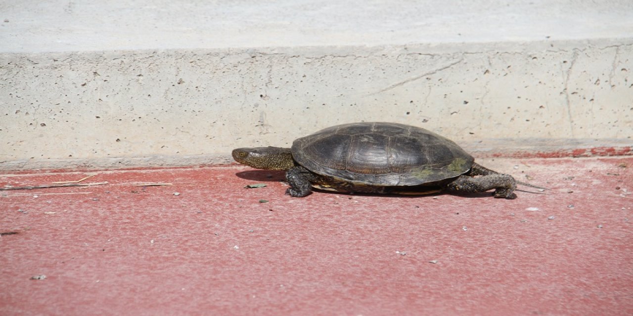 Kaplumbağalara beton set engeli