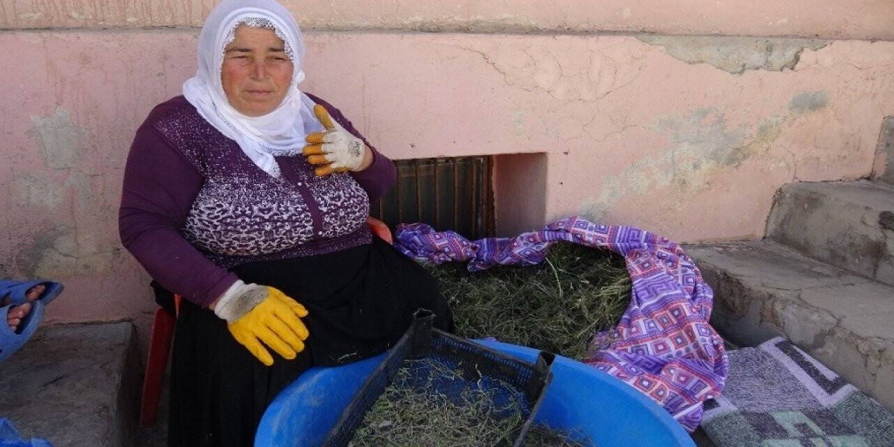 Dağlardan topladığı kekikler geçim kaynağı oldu