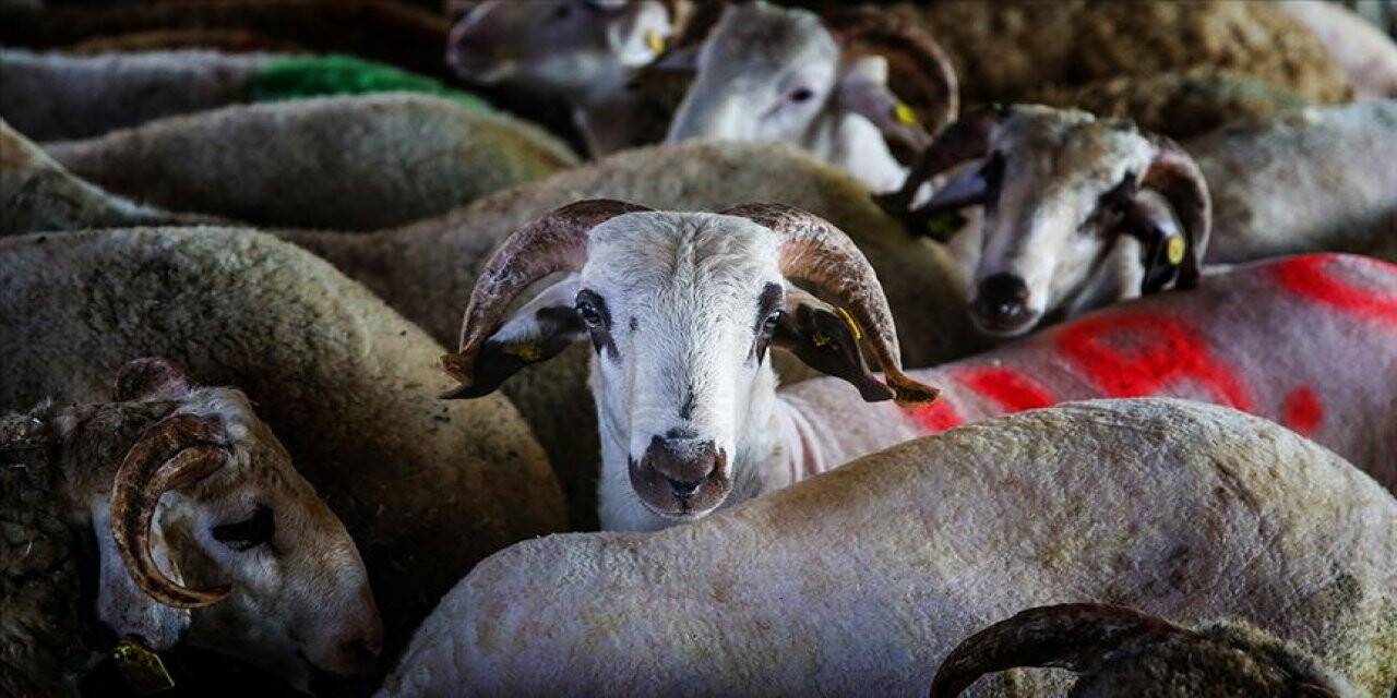 Vekaleten kurban kesim bedeli belli oldu