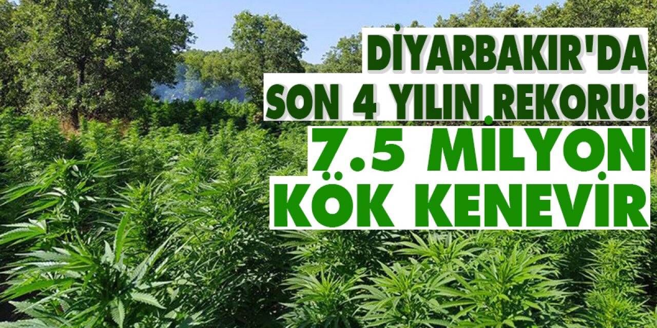 Diyarbakır Lice'de 7 milyon 571 bin kök Hint keneviri ile 1 ton 600 kilogram esrar ele geçirildi