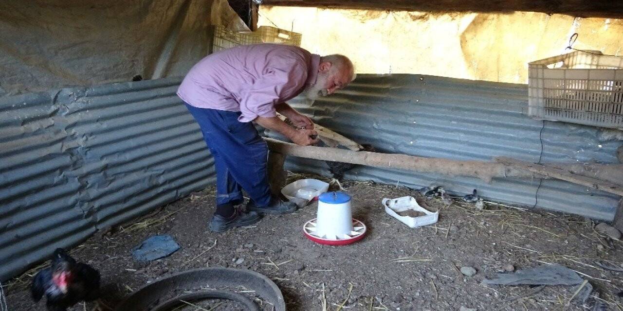 Yumurtadan 4 ayaklı çıktı