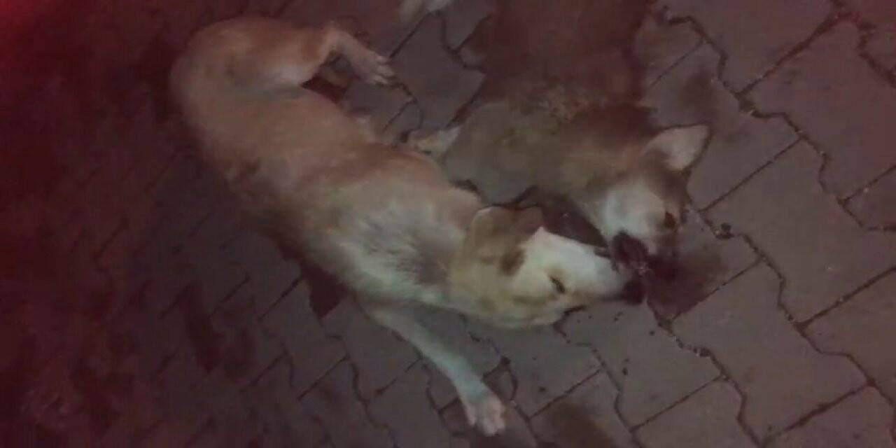 Yavrularından biri öldürülen anne köpeğin gözyaşları
