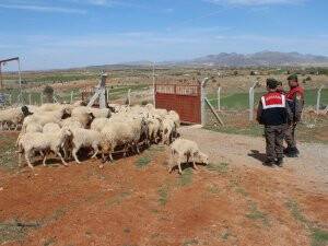 Kaybolan koyun sürüsünü jandarma buldu