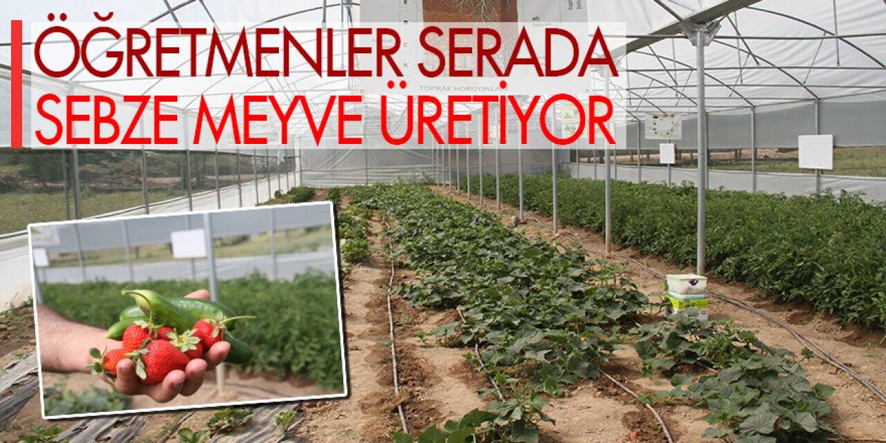 Öğretmenler serada sebze meyve üretiyor