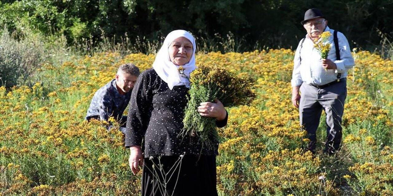 'Altın sarısı' çiçekli kantaronda hasat zamanı
