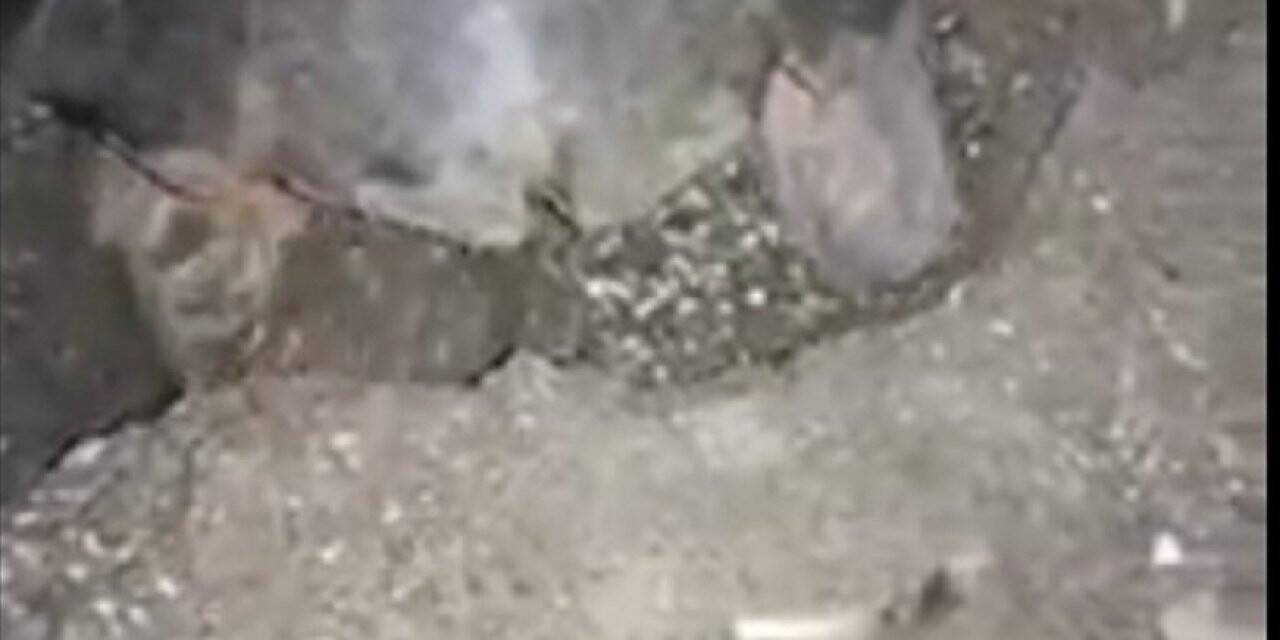 Carett’anın yaşam mücadelesi