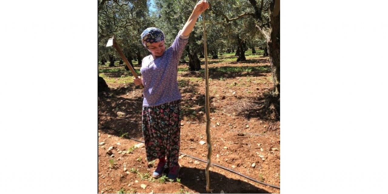 Kadın çiftçi boyundan büyük yılan yakaladı