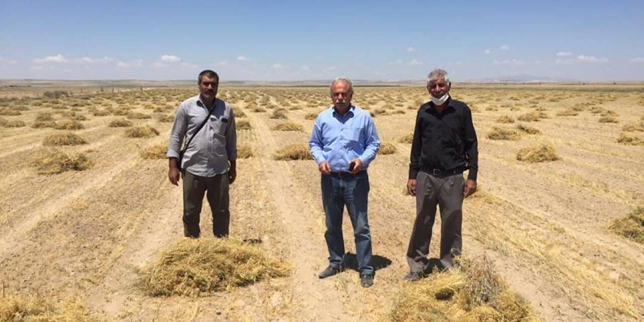 Konya'da mercimek hasadı başladı