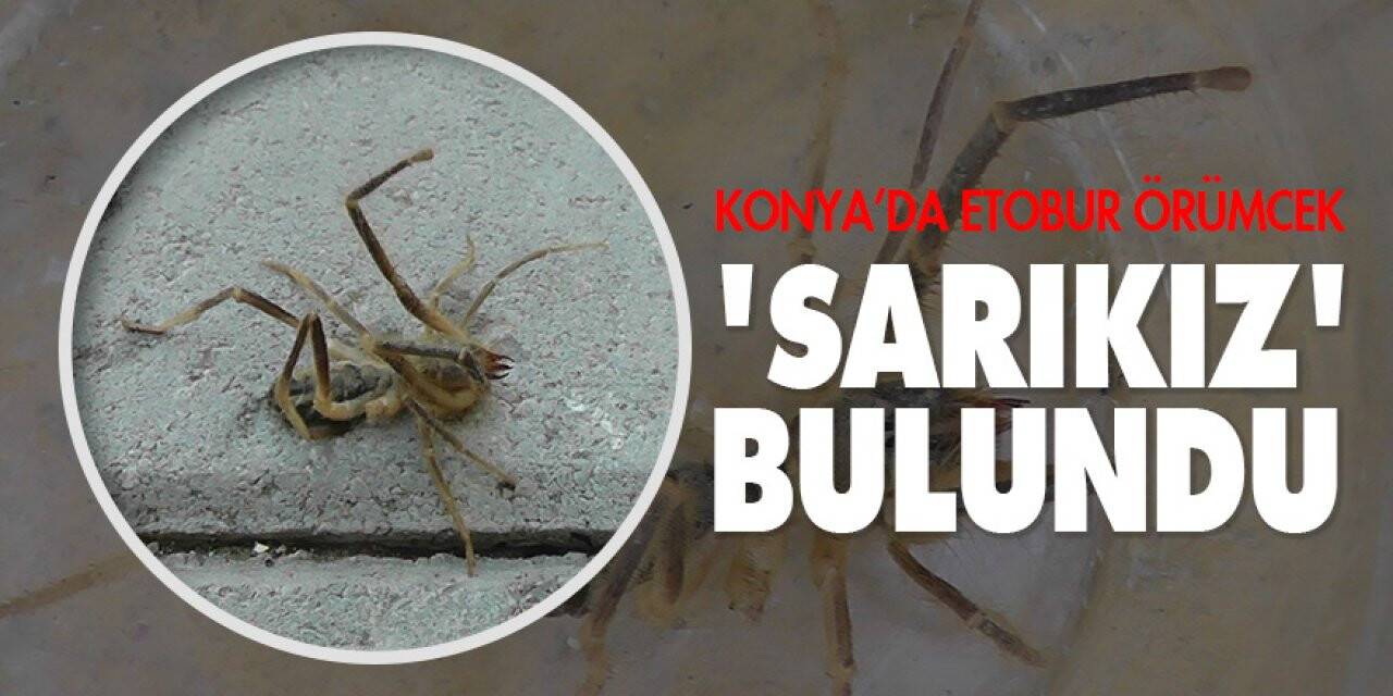 Konya’da etobur örümcek "Sarıkız" bulundu