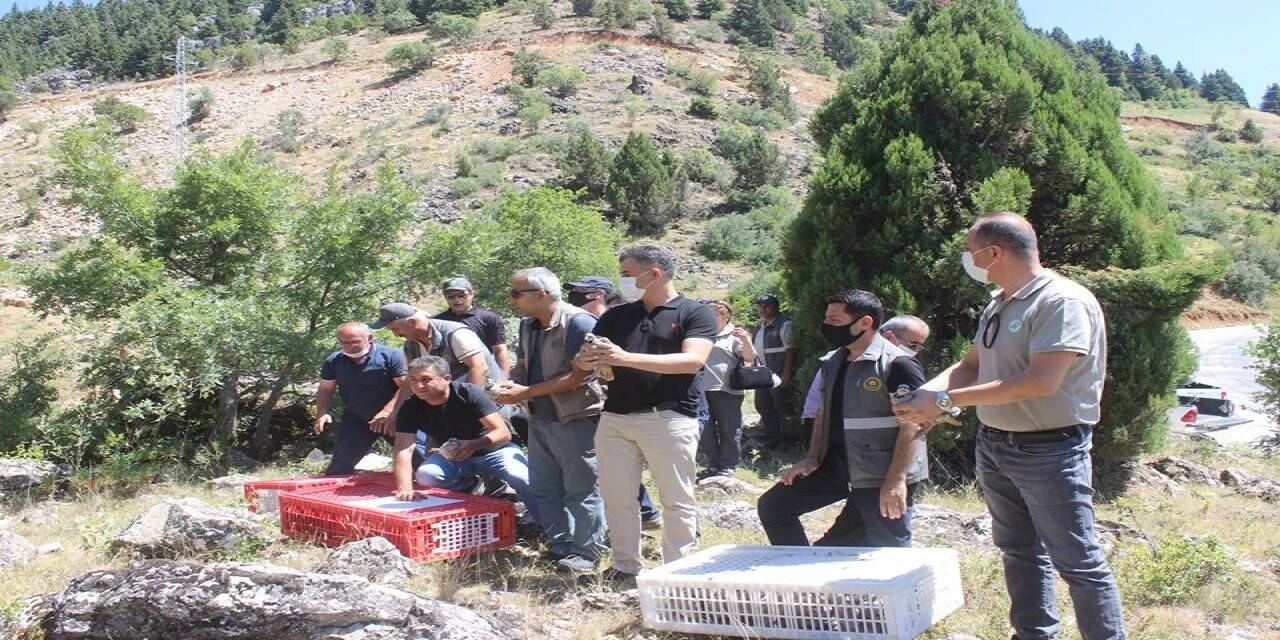 Derebucak'ta doğaya 500 kınalı keklik salındı