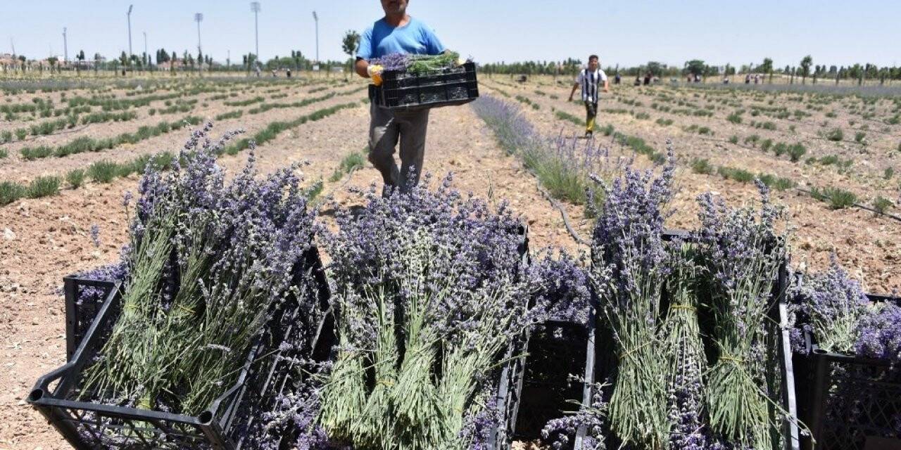 Karatay’da lavanta hasadı başladı