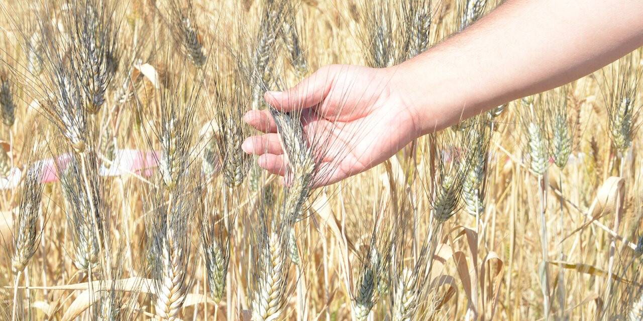 Selçuk’ta kaliteli yerli tohum üretiliyor