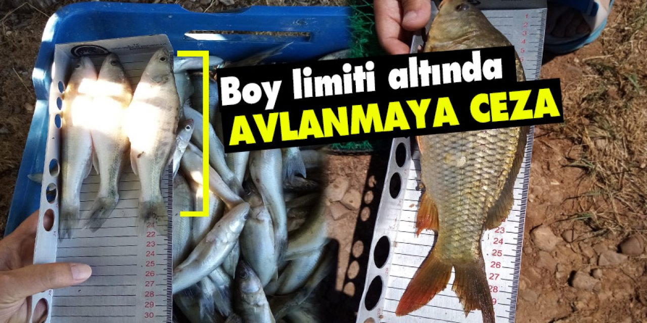 Beyşehir Gölü'nde boy limiti altında avlanmaya ceza