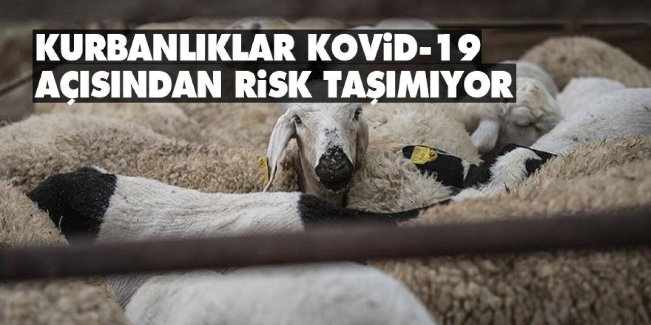 Kurbanlıklar Kovid-19 açısından risk taşımıyor