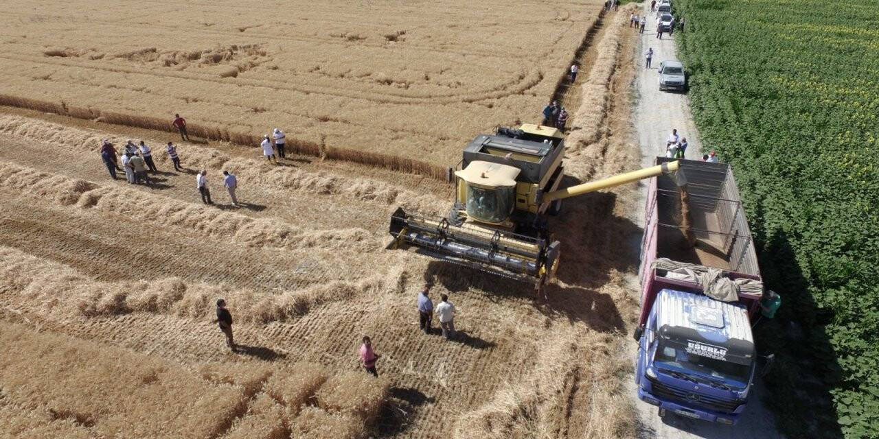 Yerli buğday 'Halis' tarım sektörüne tanıtıldı