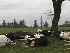Yıldırım Düştü 60 İnek Öldü