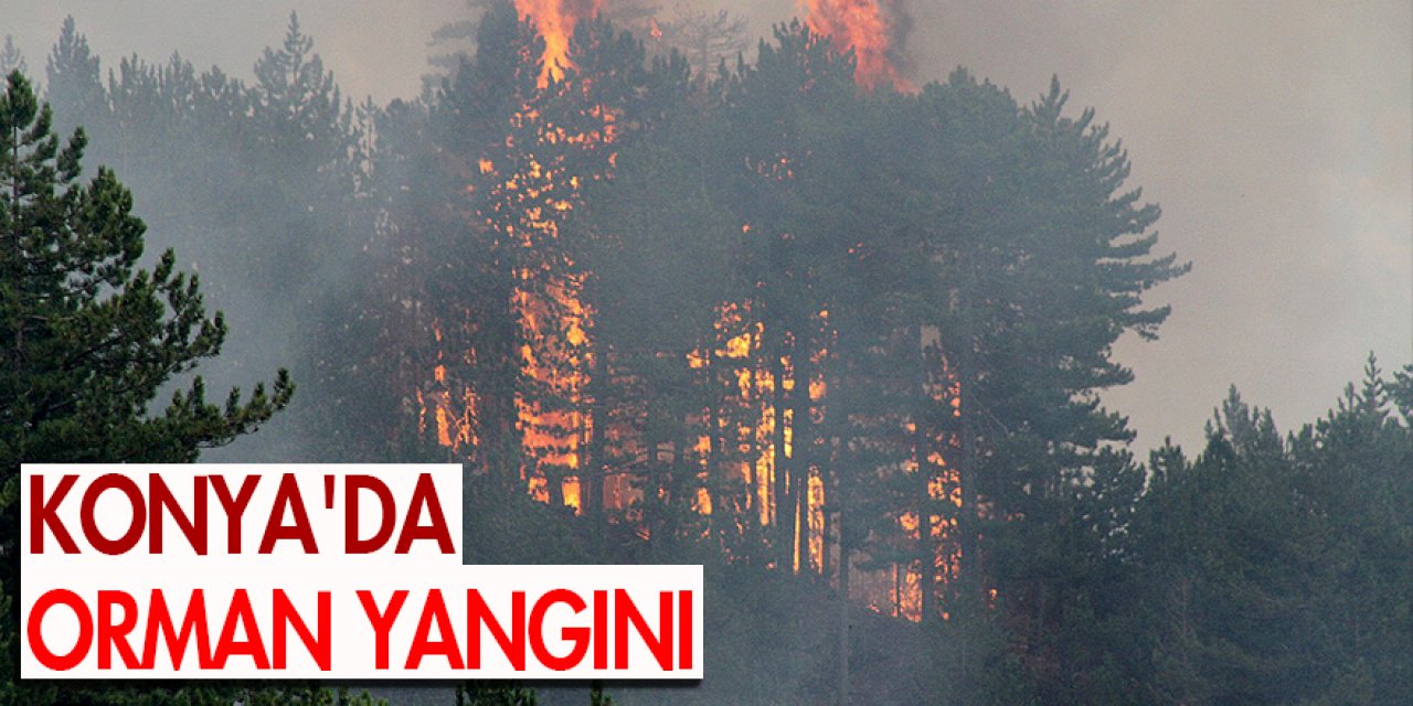 Konya'da orman yangını! Ekipler bölgede