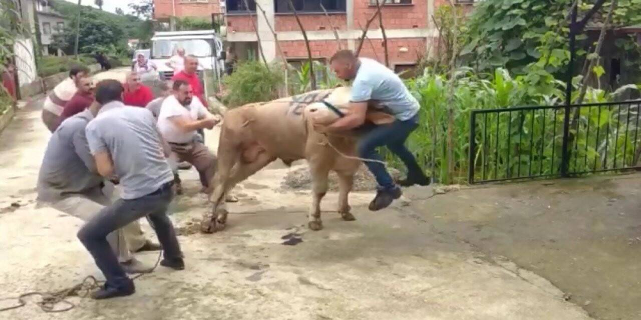 Kurbanlık boğa boynuzlarını tutan şahsı böyle savurdu