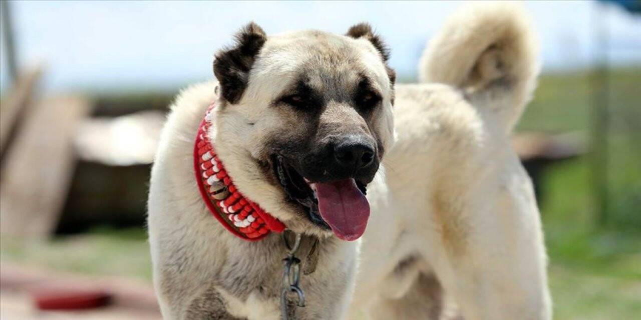 Kangal köpeklerine çipli takip