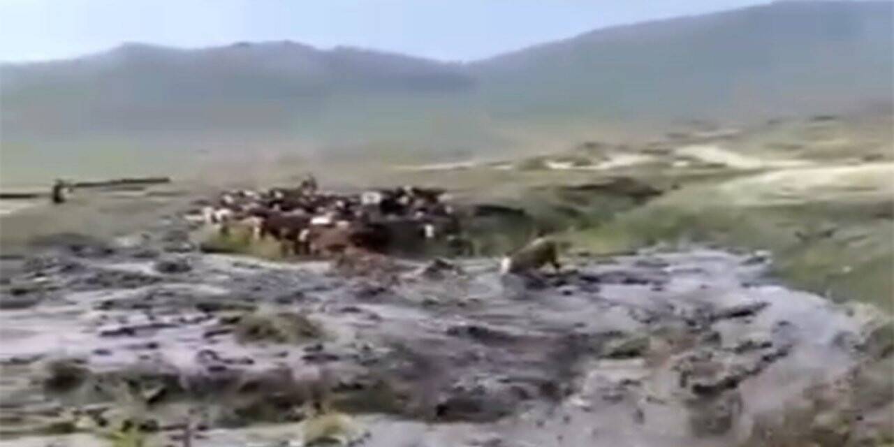 Sele kapılan dananın sürüklenme anı kameralara yansıdı