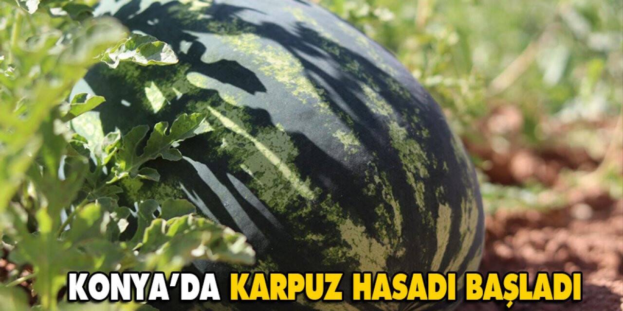 Konya’da Karpuz Hasadı Başladı