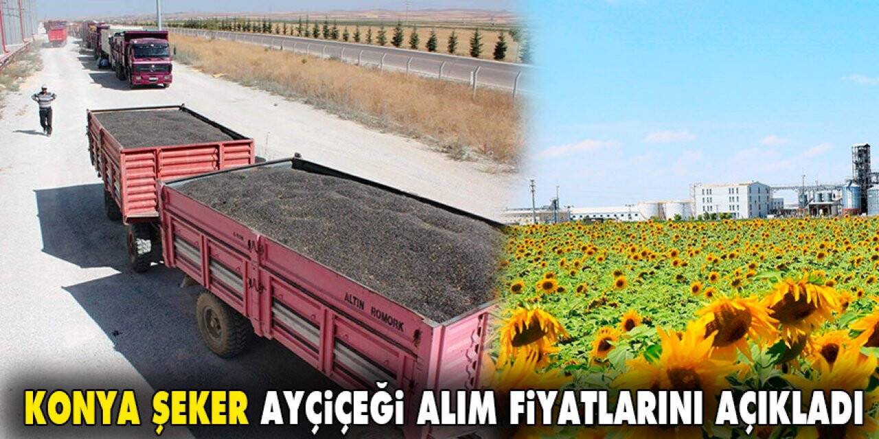 Konya Şeker ayçiçeği alım fiyatlarını açıkladı