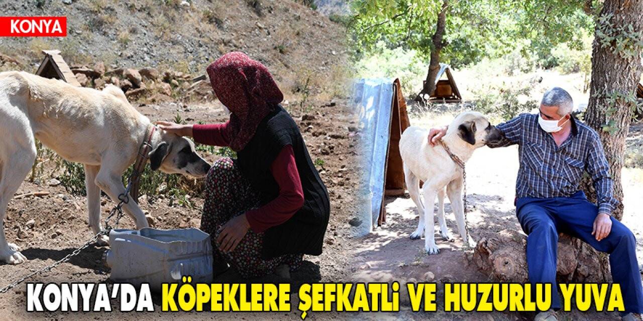 Konya’da 4 bin 241 sokak köpeği gönüllü olarak sahiplendirildi