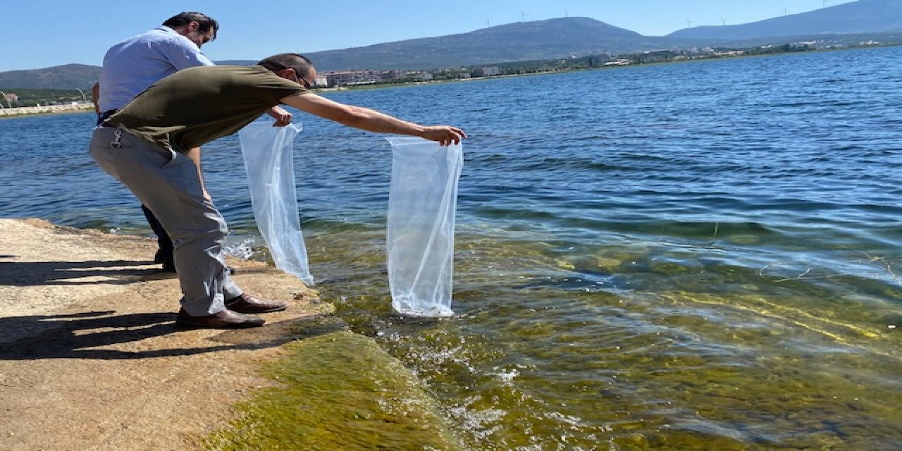 Beyşehir'de göl ve göletlere 150 bin yavru sazan balığı bırakıldı