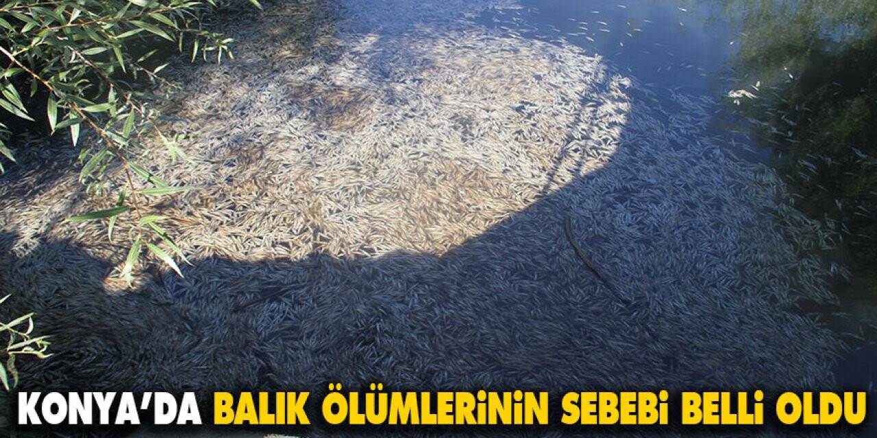 Konya’da balık ölümlerinin sebebi belli oldu