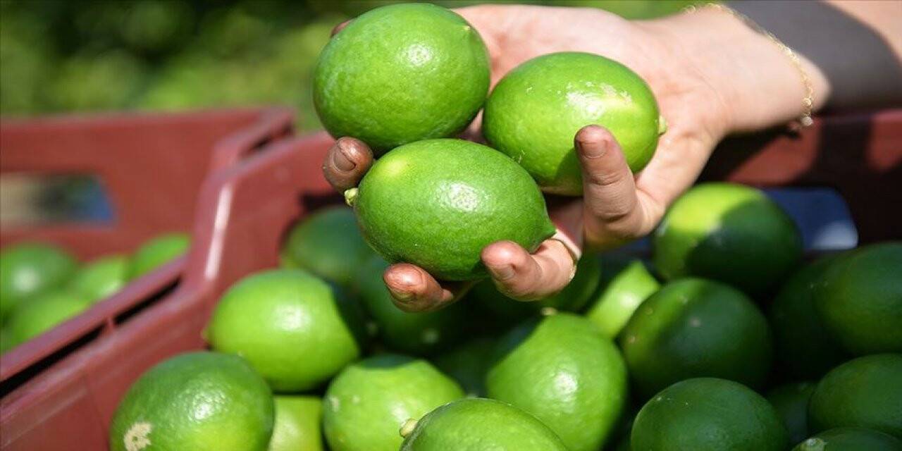 Turunçgilde ihracat sezonu erkenci limonla açılacak