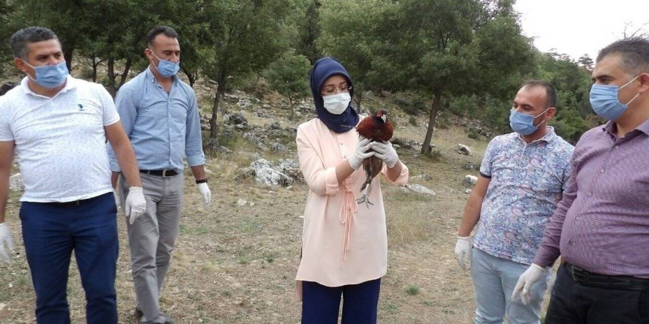 Konya Derebucak’ta 500 sülün doğaya bırakıldı