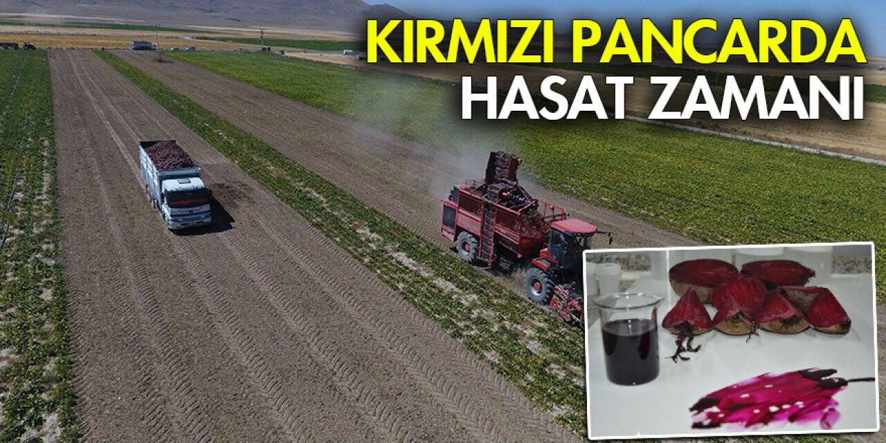 Konya'da Kırmızı pancarda hasat zamanı