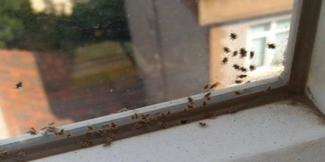 3 ilçeyi böcekler istila etti