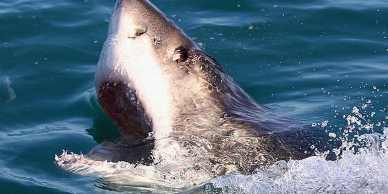 Köpekbalığı saldırısı sonucu 1 kişi öldü