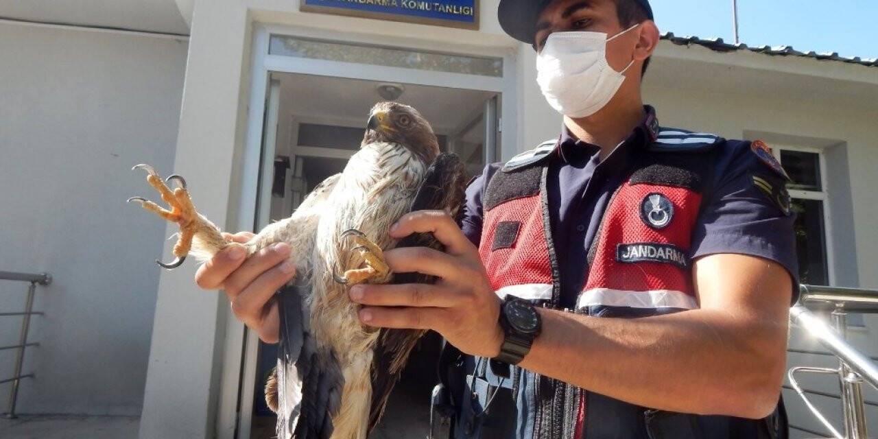 Yaralı paçalı şahin tedavi edilecek