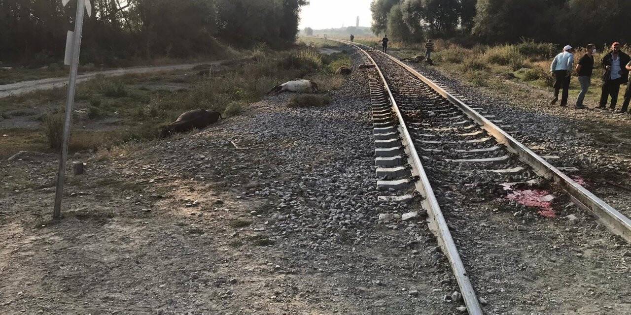 Konya'da  yük treninin çarptığı sürüdeki 8 hayvan telef oldu